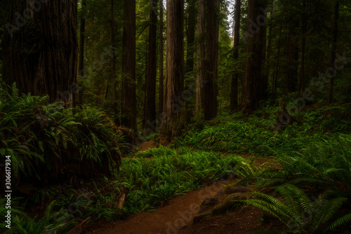 Redwoods National Park