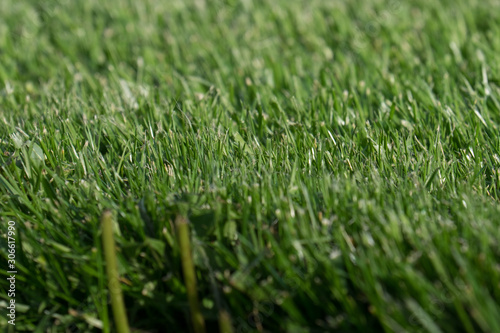 Fresh cut grass lawn close up