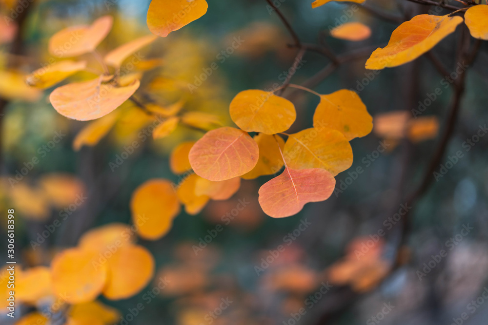 Autumn red leaves close-up background Autumn red leaves close-up background