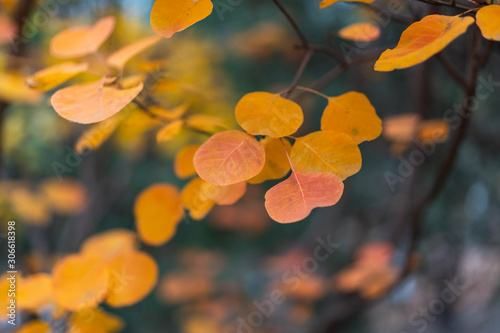 Autumn red leaves close-up background
