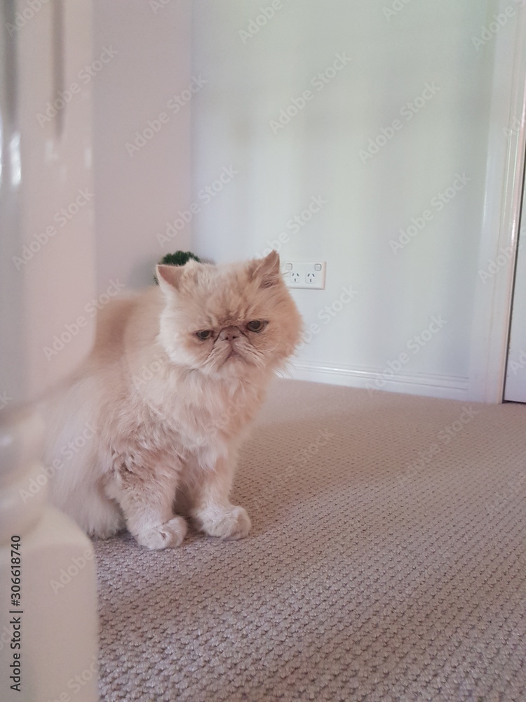 Fototapeta premium Sad Cat