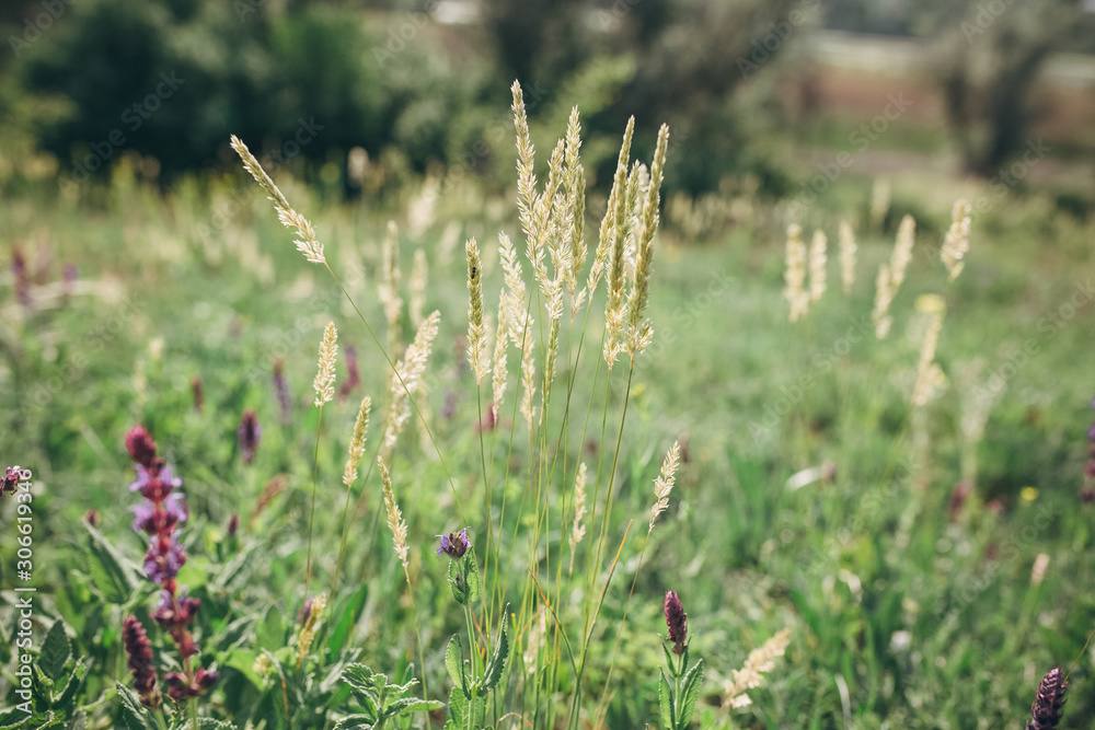 beautiful meadow with different herbs and flowers beautiful meadow with different herbs and flowers