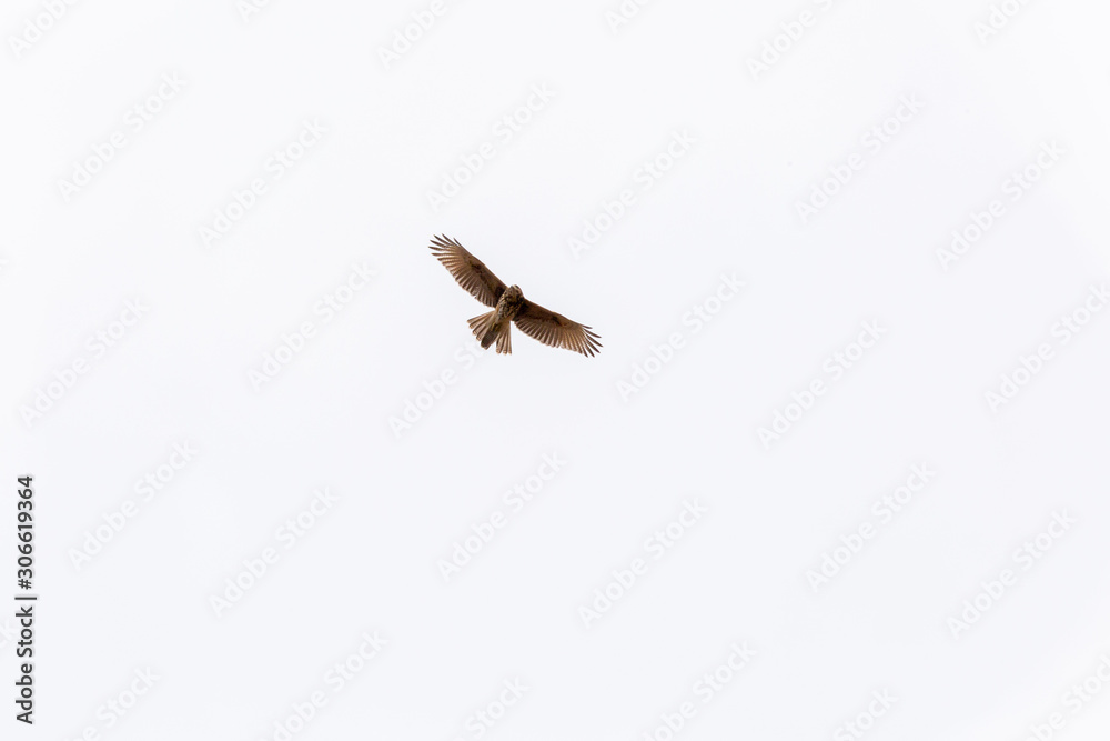 Fototapeta premium Harri´s Hawk (Peuco) Latin Name: Parabuteo Unicinctus