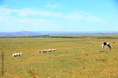 A herd of cattle are eating grass on the grassland