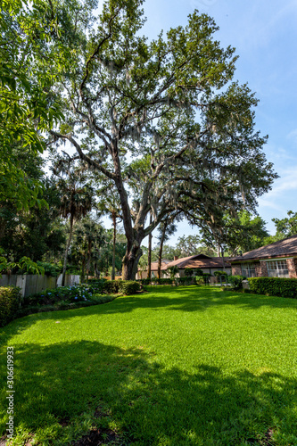 Large tree in a backyard