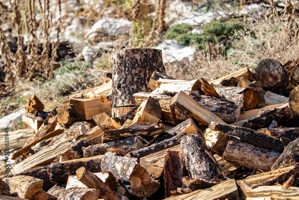 Chopped tree stump with firewood logs around it, in middle of a mountain forest Chopped tree stump with firewood logs around it, in middle of a mountain forest