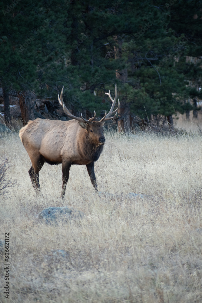 Elk in the meadows during the autumn season Elk in the meadows during the autumn season