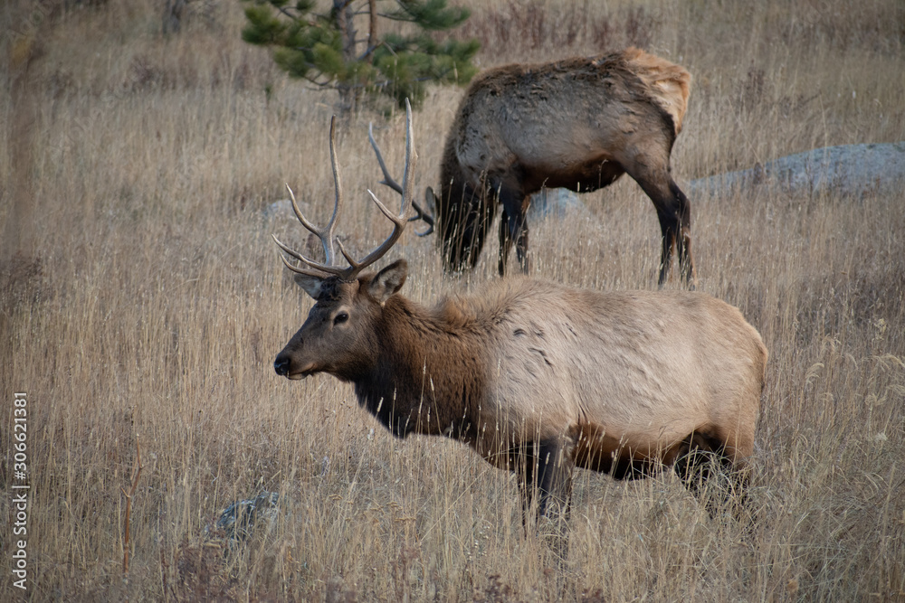 Elk in the meadows during the autumn season Elk in the meadows during the autumn season