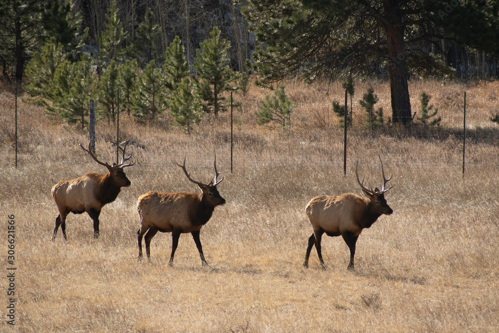 Elk in the meadows during the autumn season Elk in the meadows during the autumn season