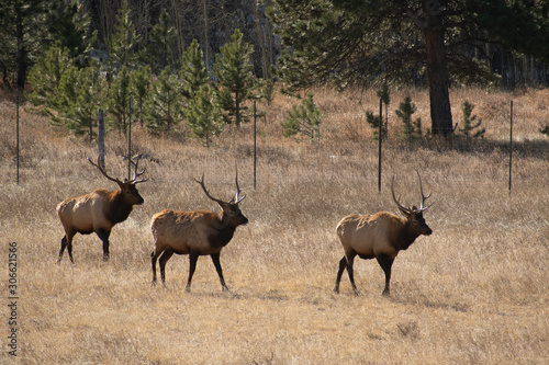 Wallpaper Mural Elk in the meadows during the autumn season  Torontodigital.ca