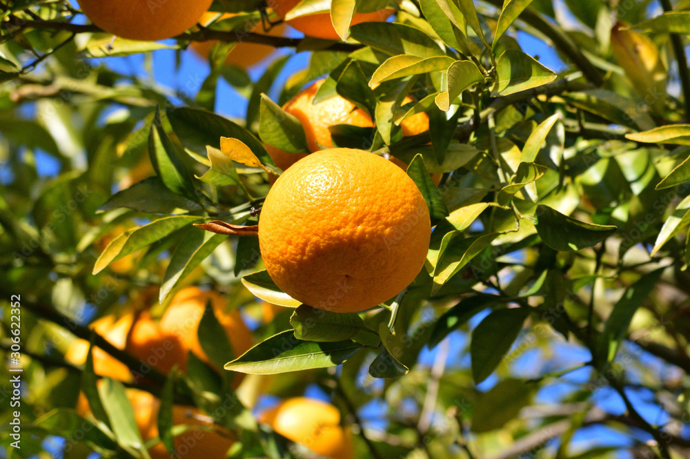 青空を背景として、柑橘系樹木に実った黄色い果実をローアングルで撮影した写真