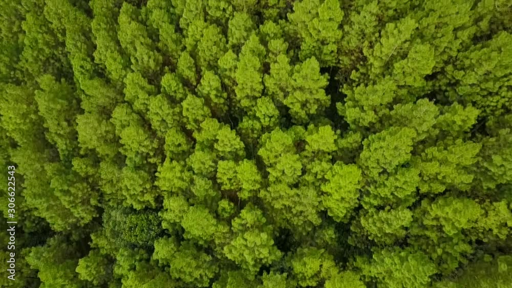 Top down view of green pine forest valley