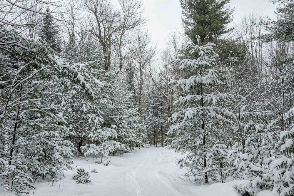 Obraz premium tree path