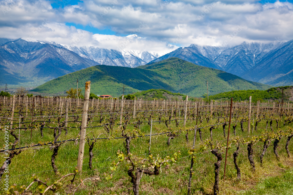 Landscape of a vineyard against a backdrop of mountains