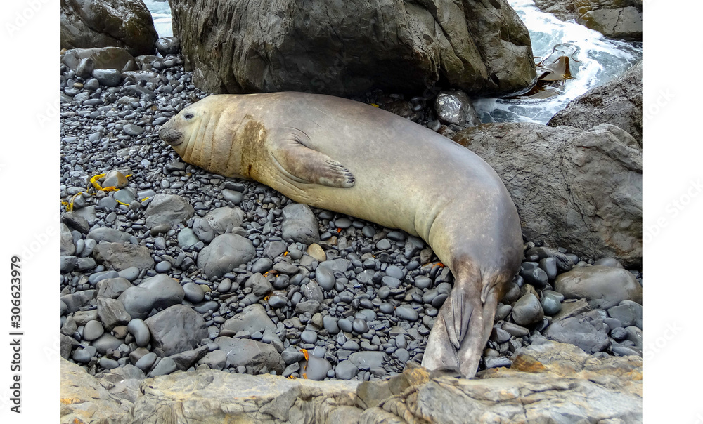 Large wild native new zealand leopard seal awaked from his sleep at the coast Large wild native new zealand leopard seal awaked from his sleep at the coast