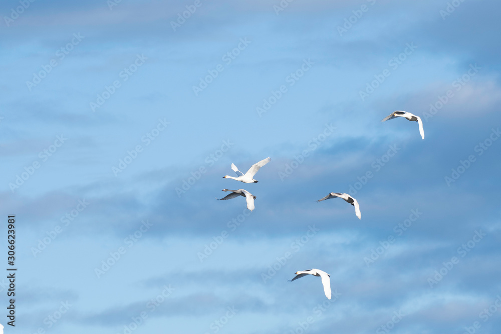 Whistling swans flying in the morning, in Lake Hyoko, Niigata prefecture, Japan Whistling swans flying in the morning, in Lake Hyoko, Niigata prefecture, Japan