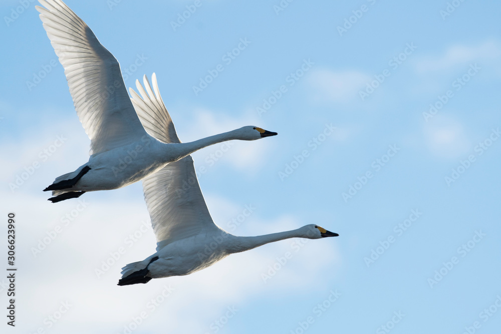 Whistling swans flying in the morning, in Lake Hyoko, Niigata prefecture, Japan Whistling swans flying in the morning, in Lake Hyoko, Niigata prefecture, Japan