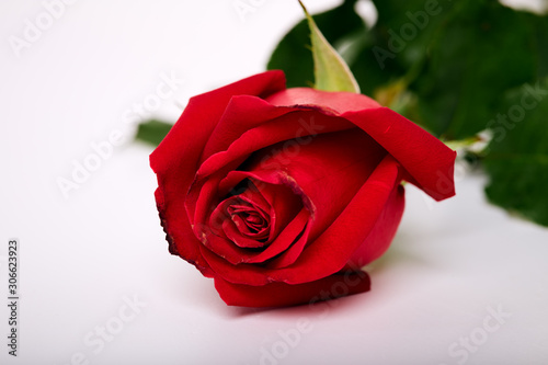 Single beautiful red rose on white