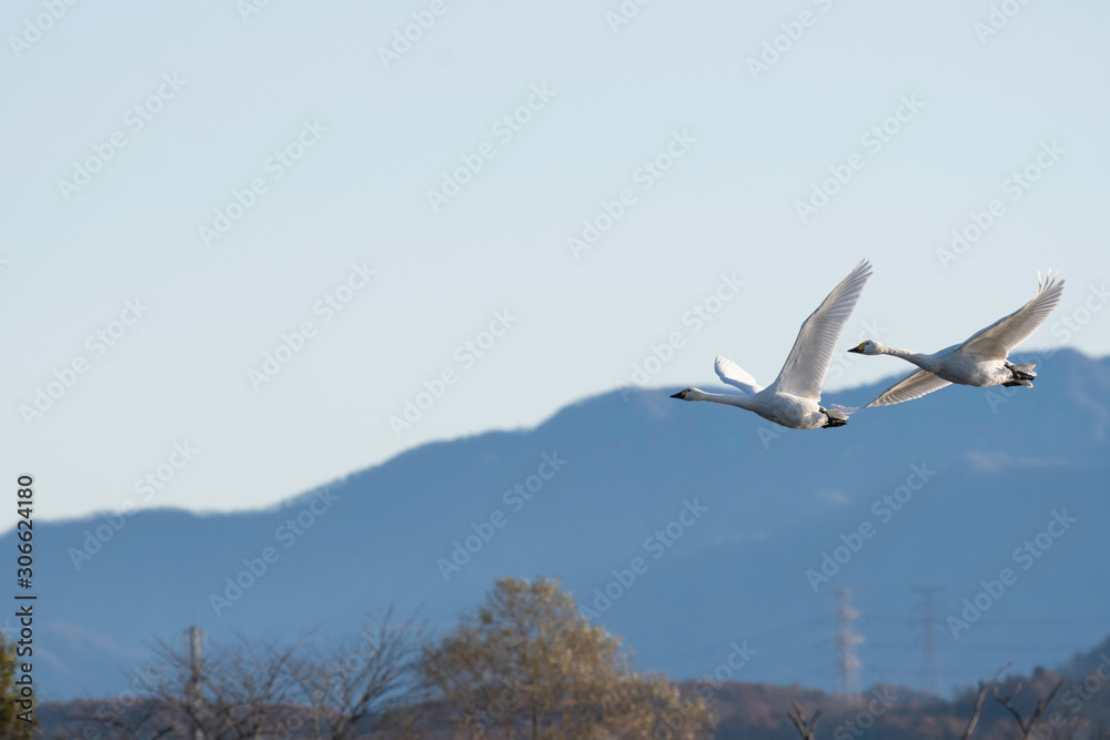 Whistling swans flying in Lake Hyoko, Niigata prefecture, Japan Whistling swans flying in Lake Hyoko, Niigata prefecture, Japan