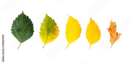 Cycle of leaves change seasons. Chinese Rose Leaves isolated on a white background with clipping path.