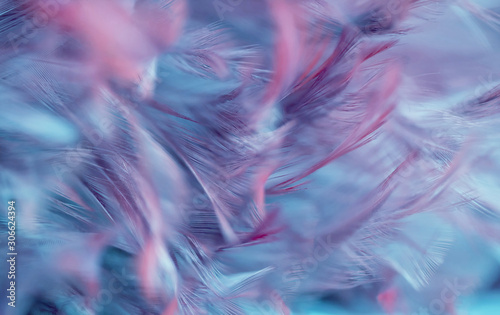 Blur Bird chickens feather texture for background, Fantasy, Abstract, soft color of art design.