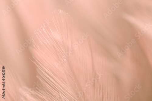 Blur Bird chickens feather texture for background, Fantasy, Abstract, soft color of art design.