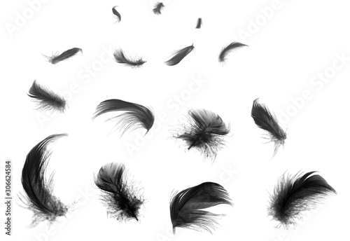 Fototapeta Naklejka Na Ścianę i Meble -  Beautiful black swan feathers floating in air isolated on white background