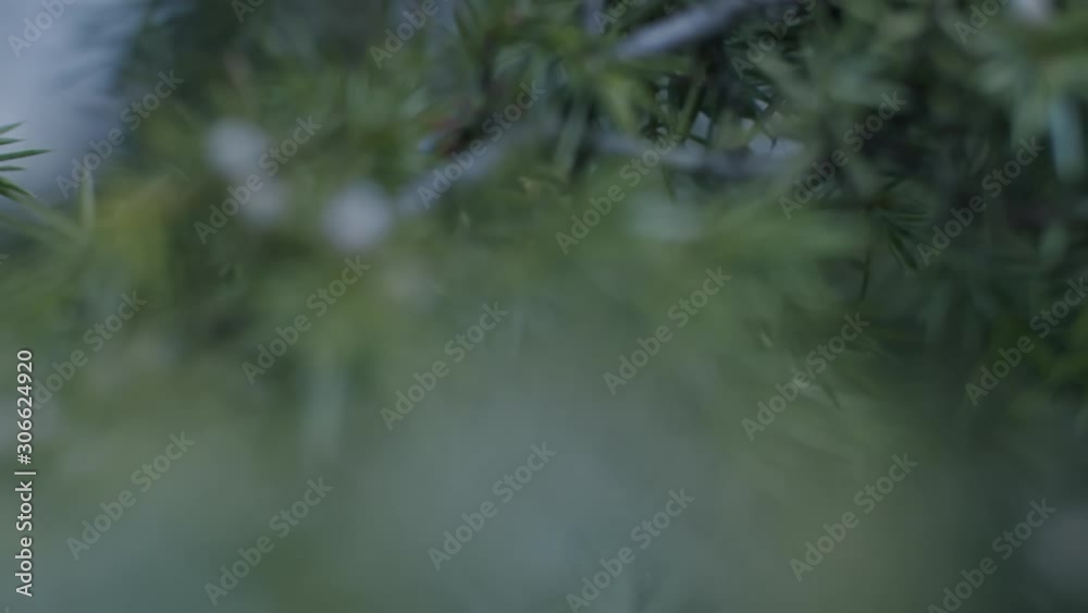 Extreme close up of tree branches with shallow depth of field. Camera moving backwards and revealing more branches of a evergreen tree. Extreme close up of tree branches with shallow depth of field. Camera moving backwards and revealing more branches of a evergreen tree.
