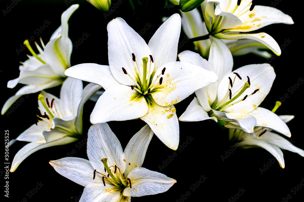 Fototapeta premium Flower10