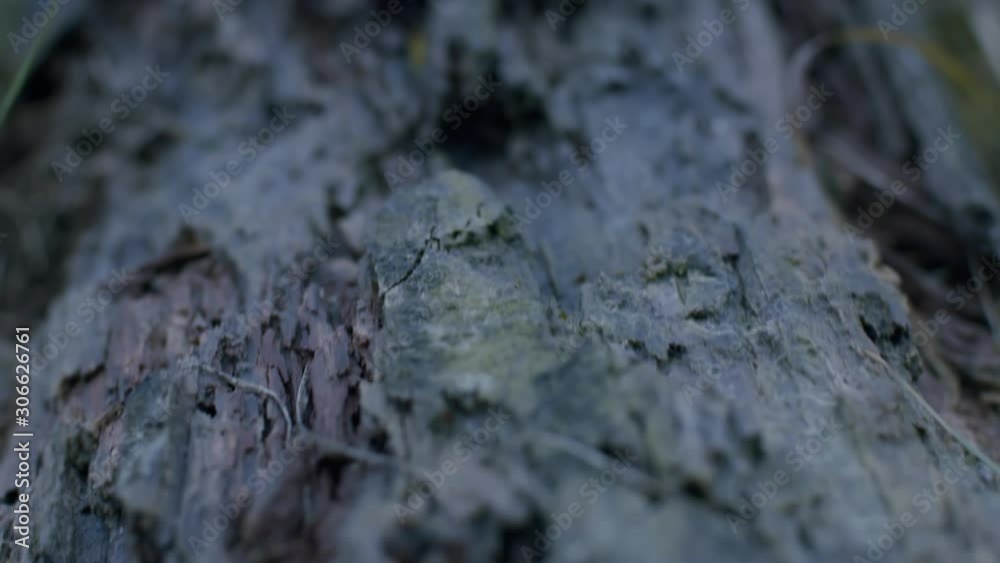 Macro shot of a rotting tree trunk on the ground. Small details of decay visible on the stem. Camera moves slowly backwards and turns clockwise. Macro shot of a rotting tree trunk on the ground. Small details of decay visible on the stem. Camera moves slowly backwards and turns clockwise.