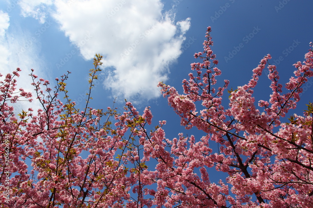 河津桜 河津桜