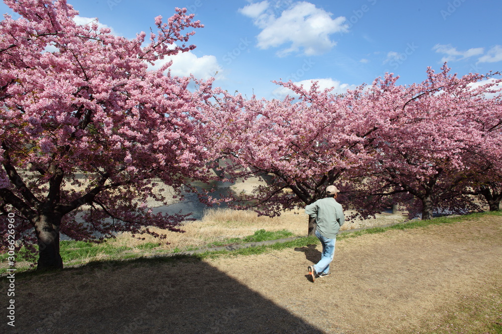 河津桜の並木 河津桜の並木