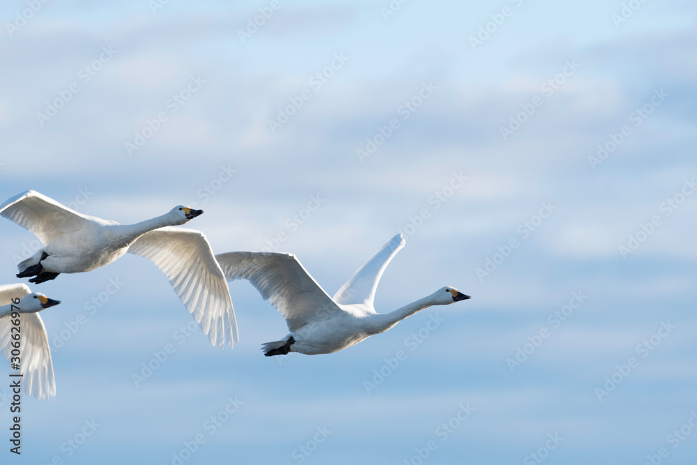 Whistling swans flying in Lake Hyoko, Niigata prefecture, Japan Whistling swans flying in Lake Hyoko, Niigata prefecture, Japan