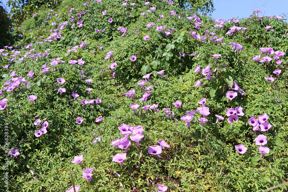 Beautiful morning glory flowers, Purple flowers for background Beautiful morning glory flowers, Purple flowers for background