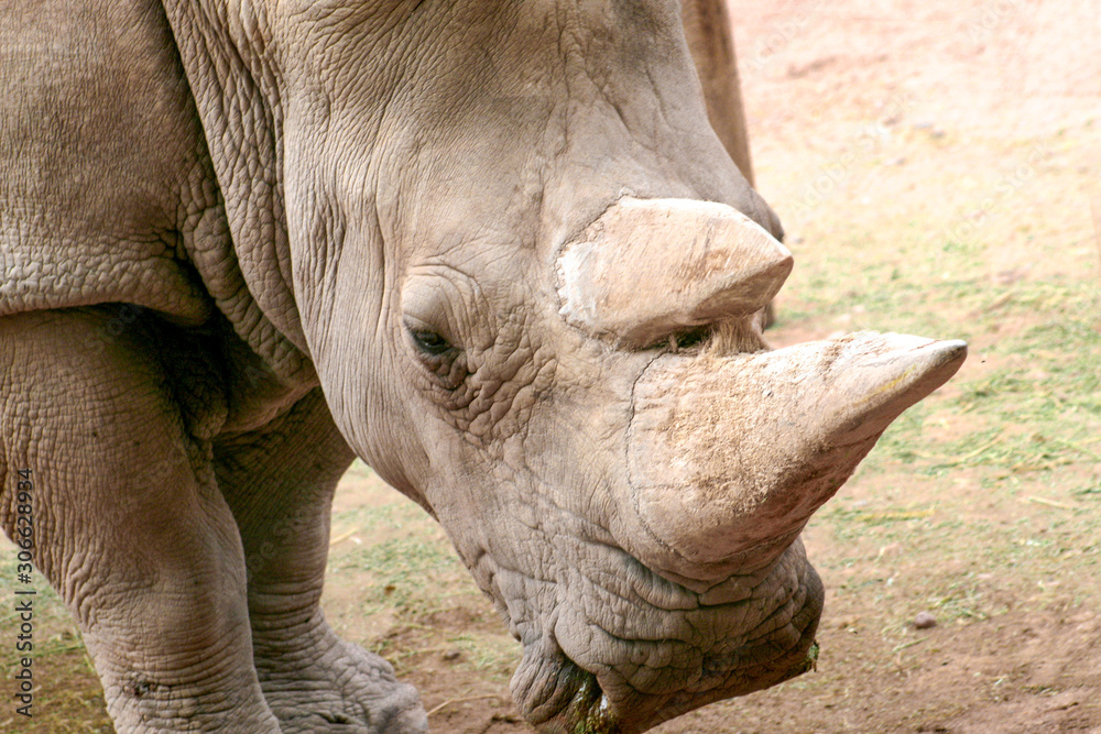 Fototapeta premium Rhino Horn