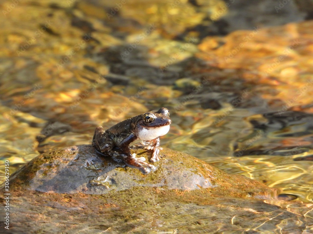 カジカガエル カジカガエル