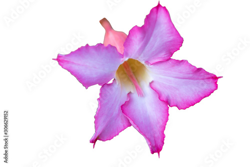 Selective focus pink and white Adenium obesum flower isolate on white background with clipping path.Common names include Mock azalea, Impala lily and Desert rose.