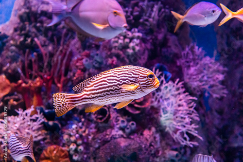 In the zoo aquarium, wild sea creatures living in the ocean, sea, rivers and lakes