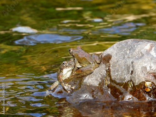 カジカガエルの縄張り争い © photolife95