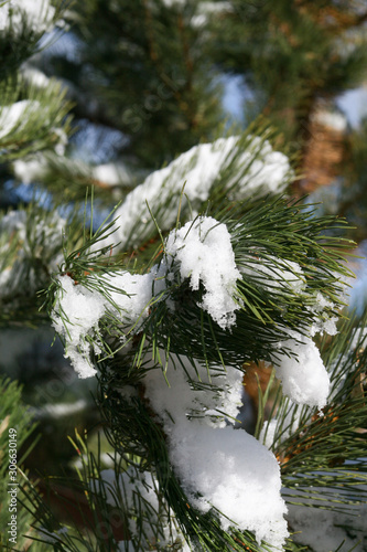 Snow on Pine Needle Tree Bran