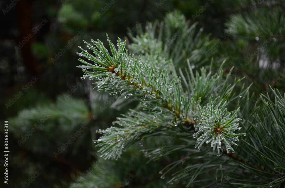 branch of a pine tree branch of a pine tree