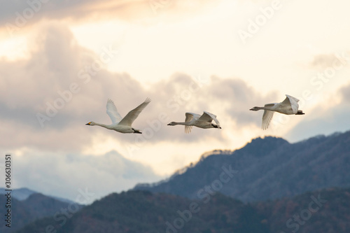Whistling swans flying in the morning  in Lake Hyoko  Niigata prefecture  Japan