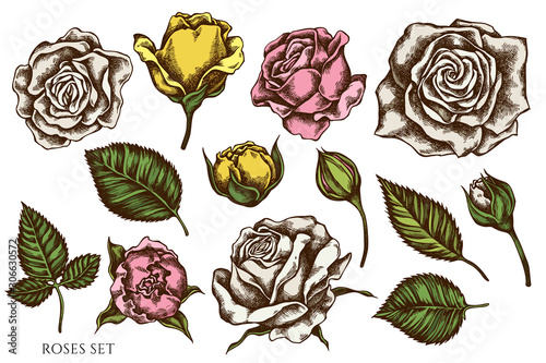Vector set of hand drawn colored roses
