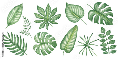 Set tropical leaves