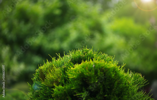 Cossack juniper ( lat. Juniperus sabina). Shearing of the juniper with gardening scissors, Soft focus. Garden art/ design/ landscape. Topiary. Blurred background with juniper.