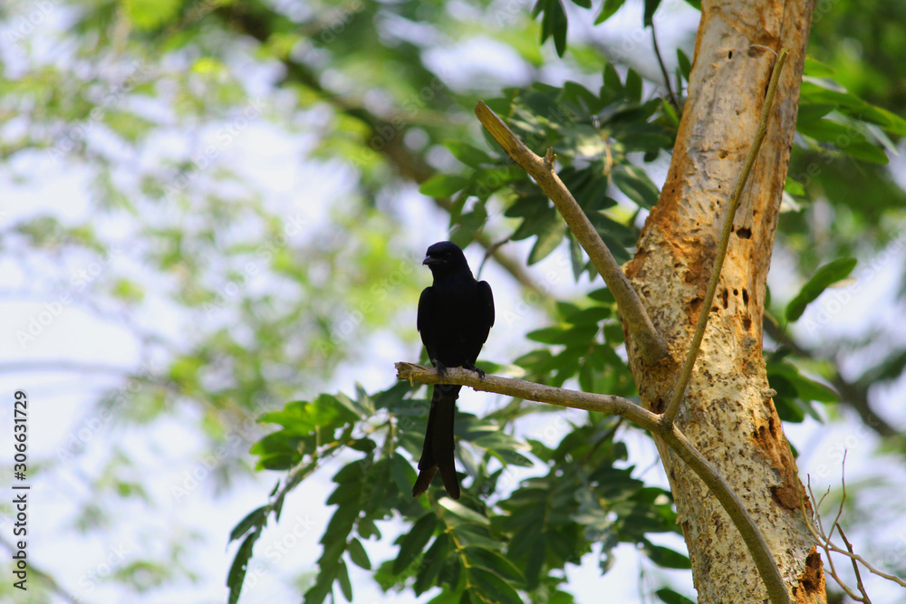 Obraz premium black drongo a small Asian passerine bird also known as koel