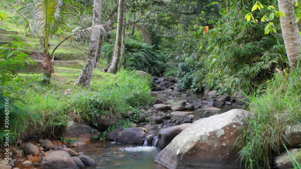 tranquil river in tropical jungle in bali indonesia tranquil river in tropical jungle in bali indonesia