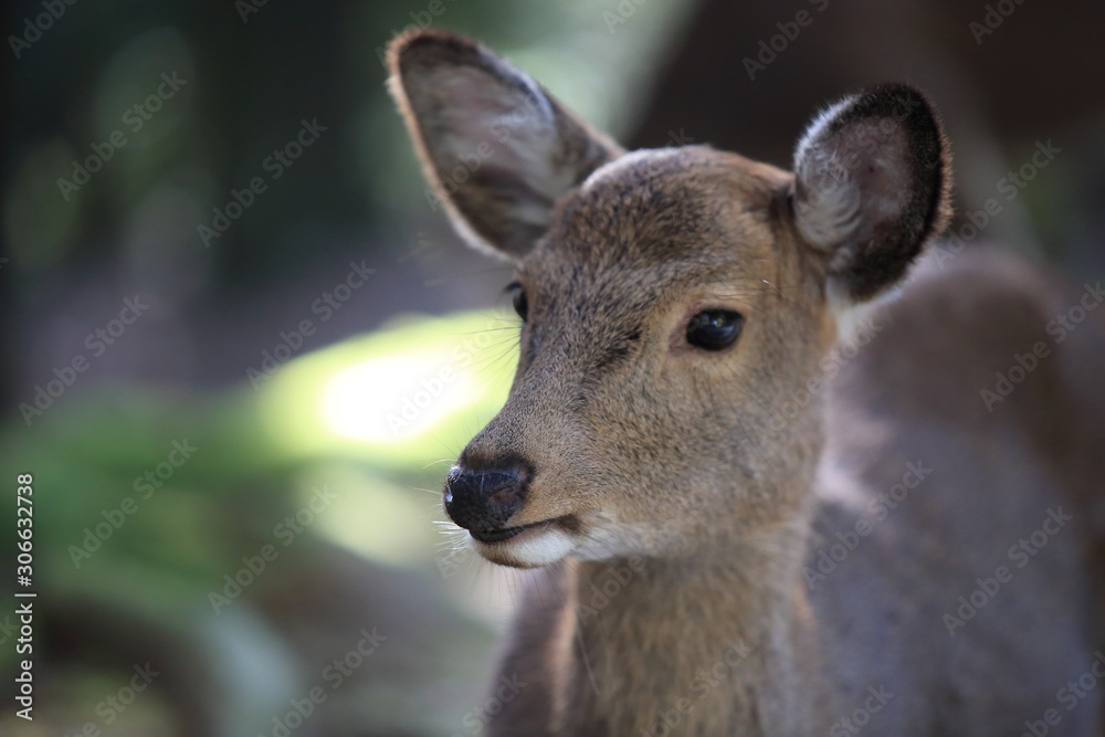 Nara Park in Nara Prefecture, Japan and the scenery of deer living in the park