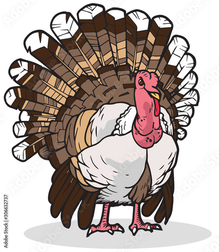 Turkey Vector Illustration