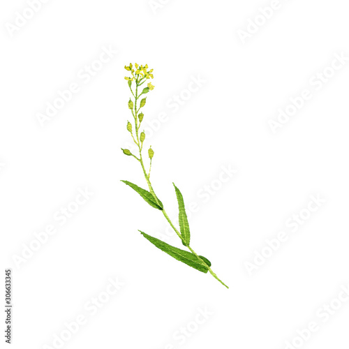 Konstfotografi watercolor drawing false flax oil